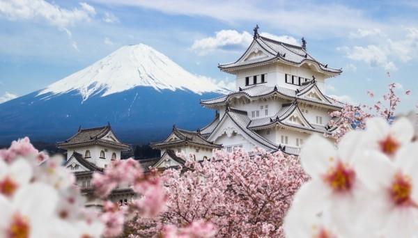 Japani Osaka kevään kirsikkapuut kukkivat