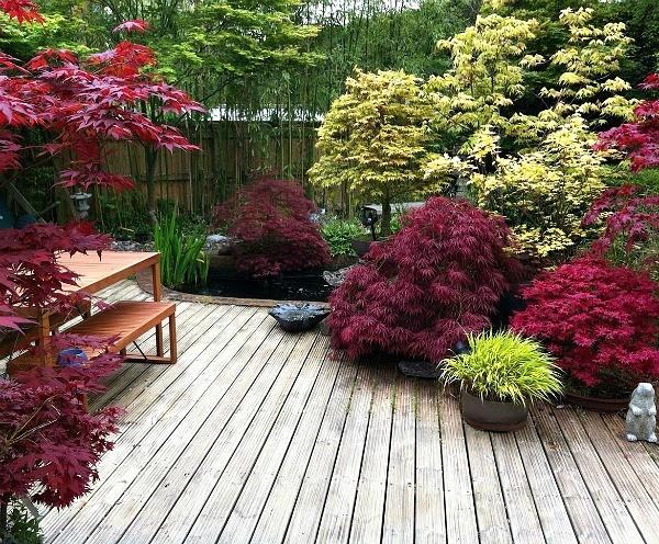 Japanilainen vaahtera ainutlaatuiset upeat syksyn värit kaunis puutarhajärjestely