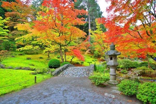 Japanilainen vaahtera kaunis luonto vaikuttavia muotoja ja värejä