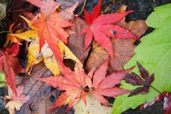 Japanilainen vaahtera jättää upeat syksyn värit