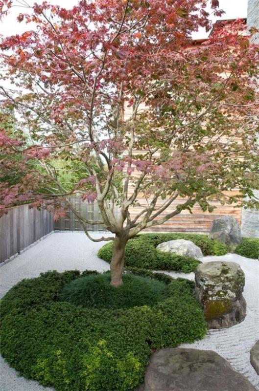 Japanilainen puutarha korkea esteettinen visuaalinen harmonia Japanilainen vaahteranvihreä pensas erittäin houkutteleva kuva