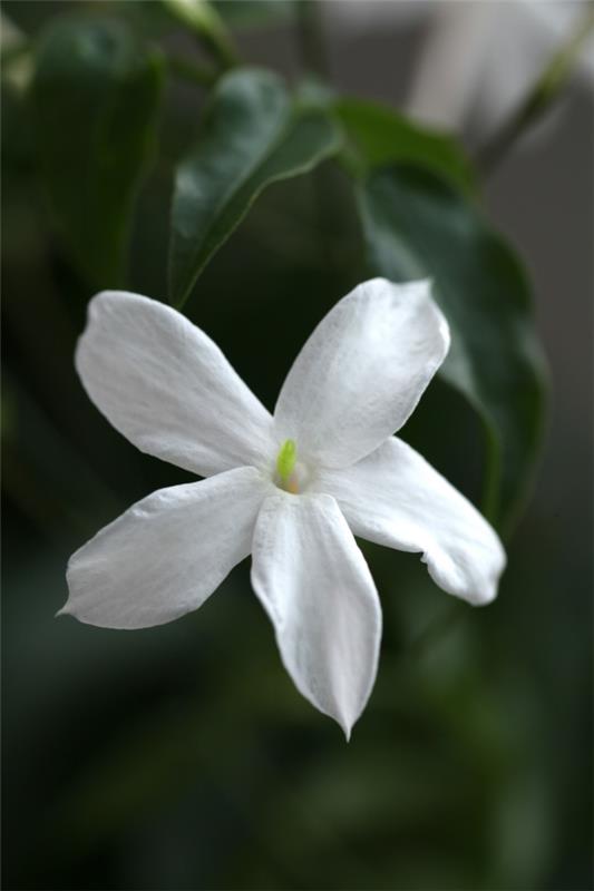 Jasmine kasvi kukkii valkoisia lajeja