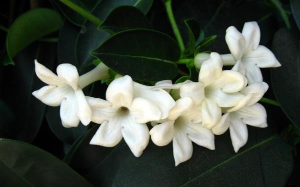 Jasmine kasvi kukkia valkoinen väri