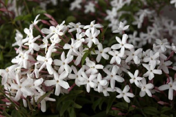 Jasmine luonto kasvi kukkia valkoinen