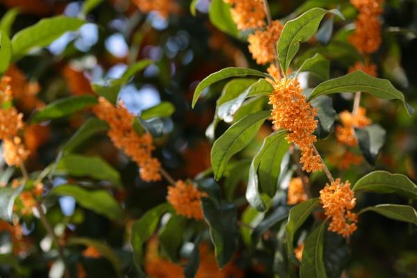 Jasmiinipuu kasvi oranssi kukkia