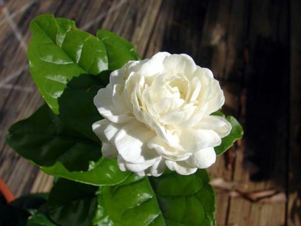Jasmiinikasvien valkoiset kukat