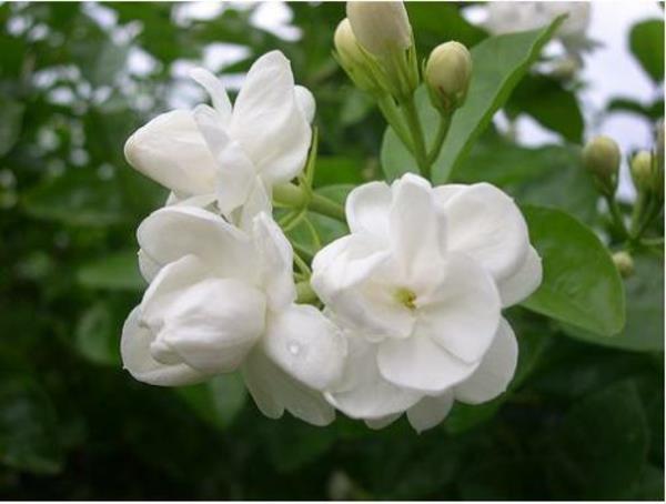 Valkoinen jasmiinikasvi