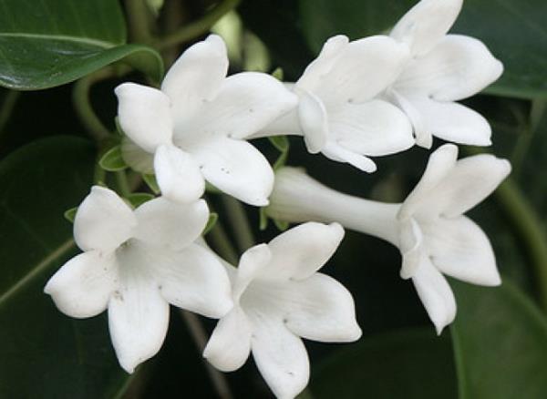 Jasmiini istuttaa kauniisti valkoisia kukkia