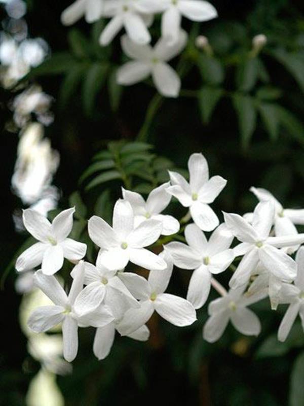 Jasmiinin vihreät lajit istuttavat valkoisia kukkia