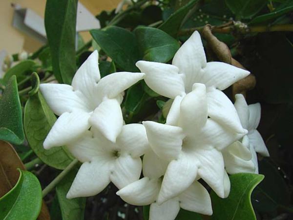 Jasmine kasvi valkoinen söpö kukkia