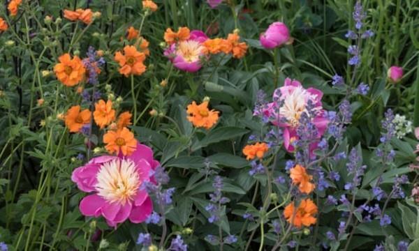 Jody Lidgardin puutarhatrendit violetissa värissä