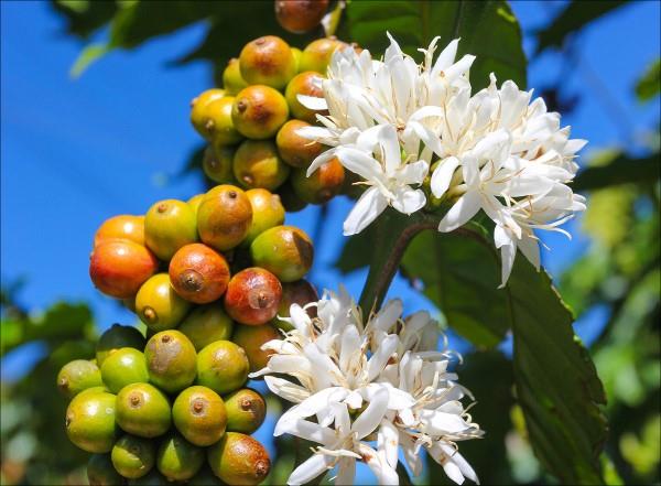 Kahvikasvien hoito Vinkkejä ja hyödyllistä tietoa kahvia rakastaville harrastajapuutarhureille, kahvikukalle ja hedelmäkirsikalle