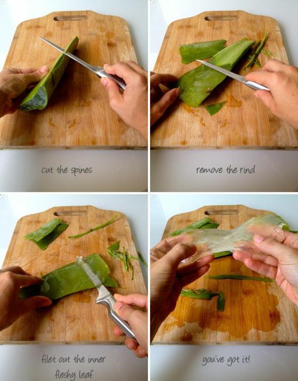 Kaktuslajien aloe vera ruukkukasvileikkaus