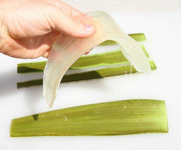 Kaktuslajien aloe vera ruukkukasvi