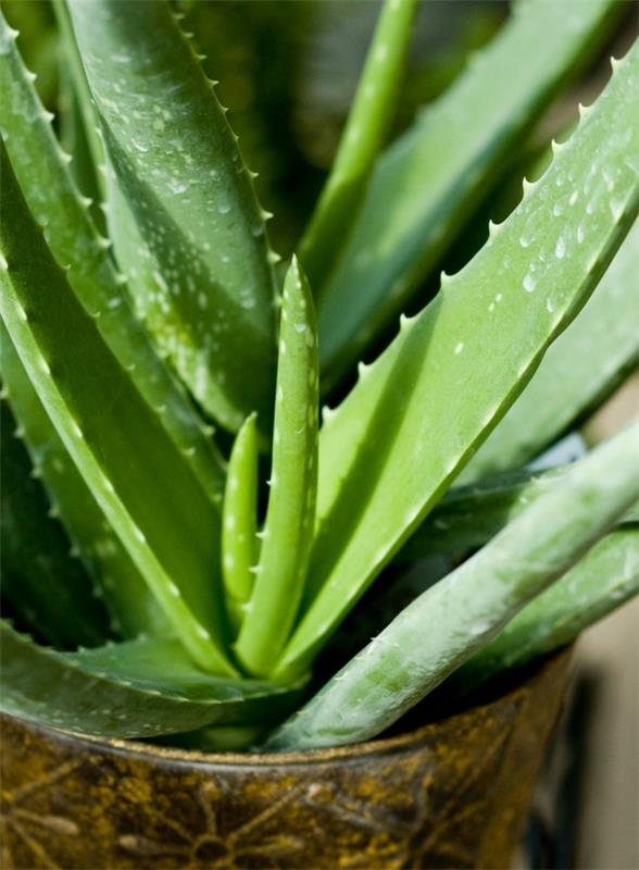 Kaktuslajeja aloe vera ruukkukasveja huonekasveja helppo hoitaa