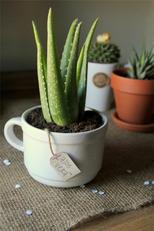 Kaktuslajit aloe vera ruukkukasvit huonekasvit vähän valoa