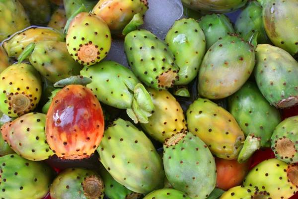 Viikuna päärynä syö kaktus hedelmiä vielä kypsymätön piikikäs päärynä opuntia