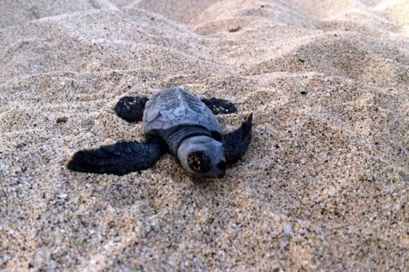 Kap Verden lomat Kap Verden saaret Santa Marinan saari Sal Turtle