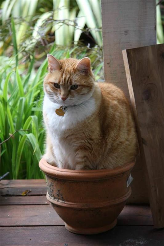 Kissa lemmikki kotikissa on kissa kukkaruukussa