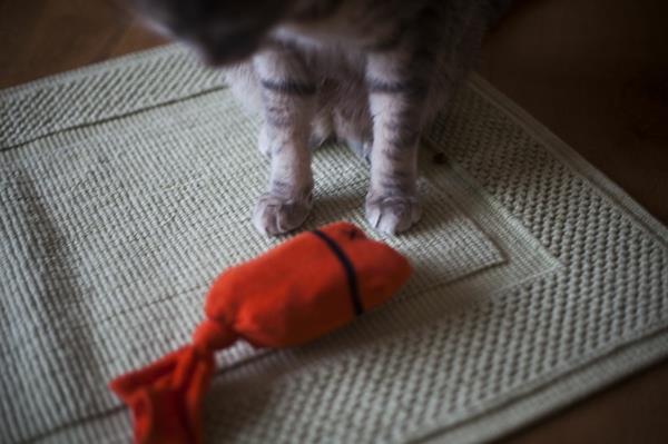 Kissan lelujen lelut, joissa on sukat, heiluttavat villieläimiä