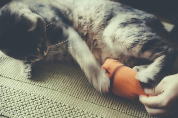 Tee kissojen leluja itse, tee leluja sukkien kanssa