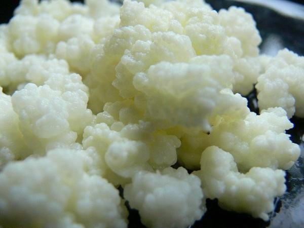 Maitojuoma kefir kefir jyvät Kefir terve maito juoda kefir jyvät