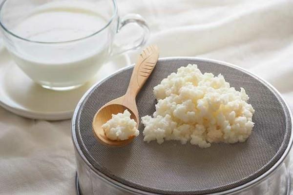Kefir -jyvät Kefir -jyvät kotitekoinen kefiiri Kefiiri terve probiootti ruoka kefir jyvät kefir jyvät