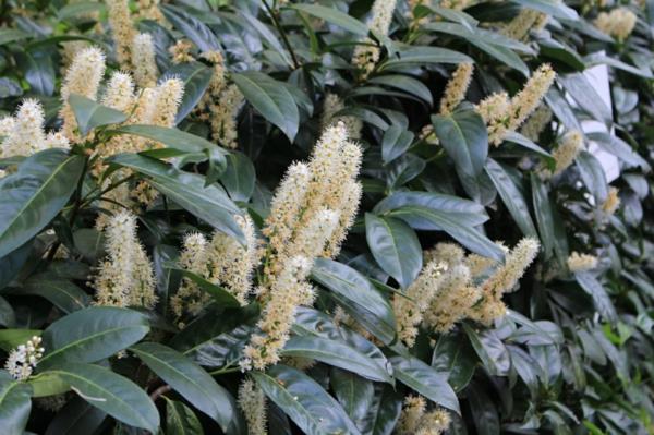 Kirsikkalaakeri Prunus laurocerasus kukkia ikivihreistä pensaskasveista