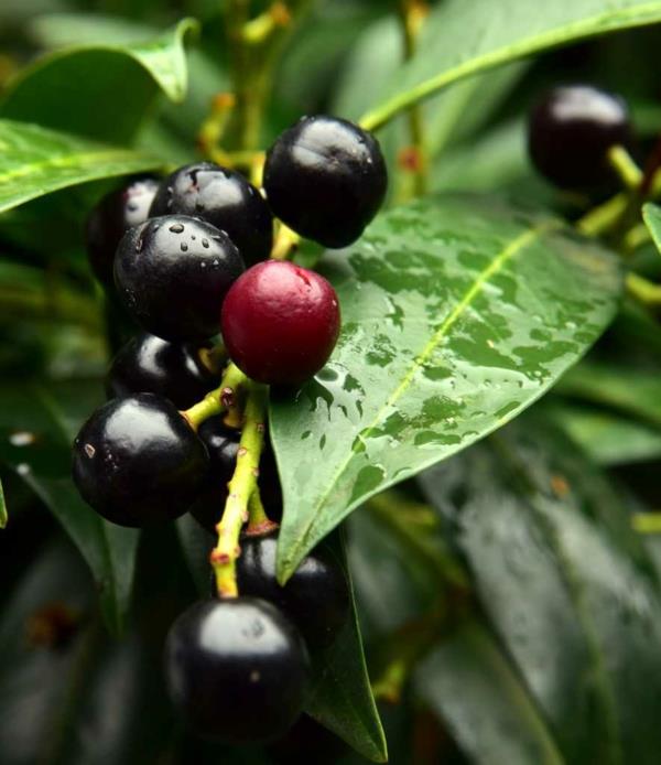 Kirsikkalaakeri Prunus laurocerasus hedelmät hedge kasvit