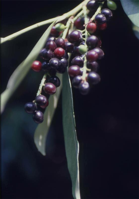 Kirsikkalaakeri Prunus laurocerasus hedelmiä ikivihreitä pensaskasveja