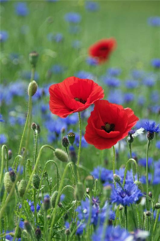 Maissi unikko Papaver rhoeas kauniita kevään kukkia kuvia