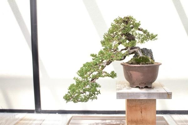 Pieni sivupaketti bonsai -puusta