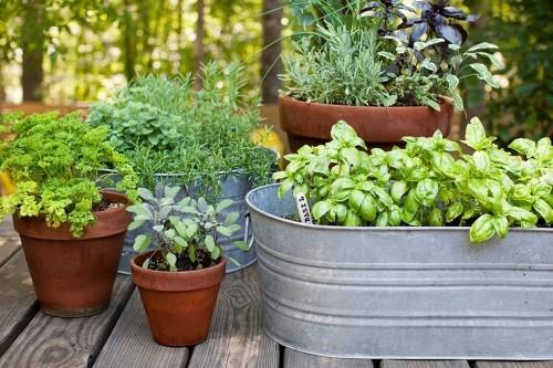 Luo pieni puutarha Säilytä keittiön yrttejä ruukuissa