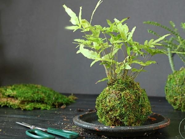 Kokedama itse tekee sammal -sammalpalloista huonekasveja helppohoitoisiksi