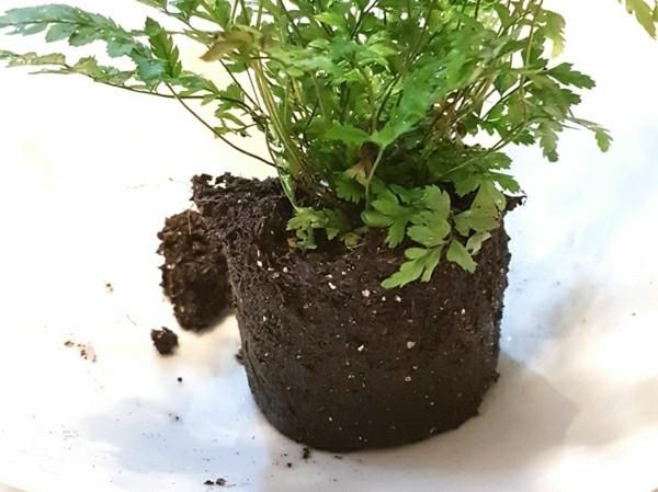 Kokedama tee sammalpallon saniainen itse