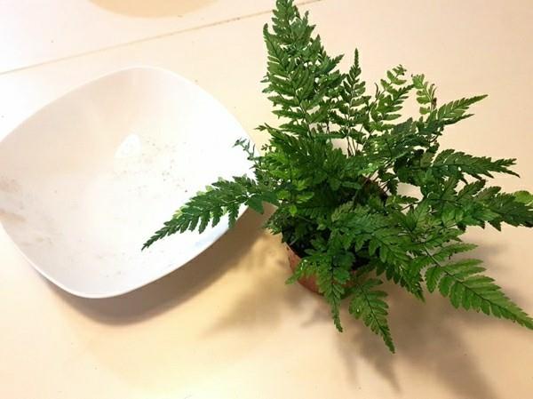 Kokedama tee sammalpallon saniainen itse