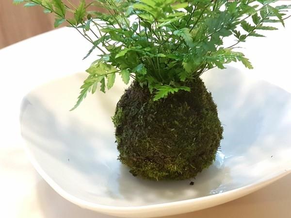 Kokedama tee itsestäsi sammalapallon muotoinen pallo