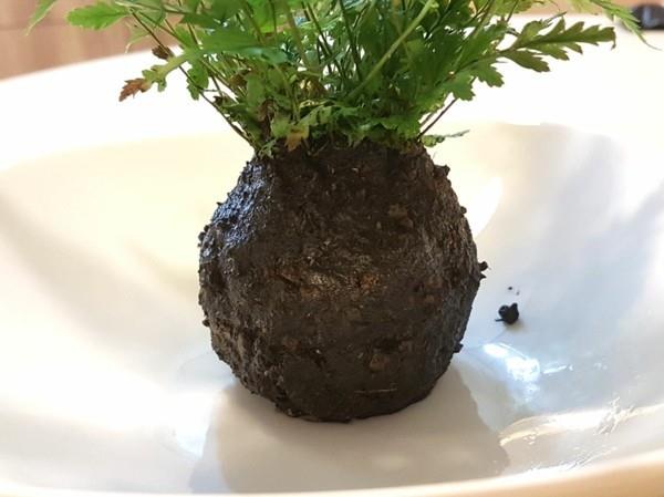 Tee Kokedama itse sammalipallon muotoiseksi palloksi