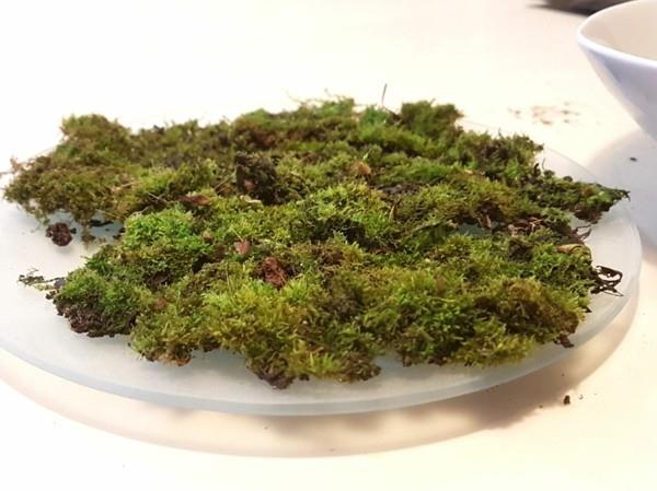 Kokedama tee sammalpallo sammal itse