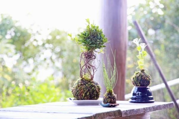 Kokedama helpottaa sammalpallon sammalta