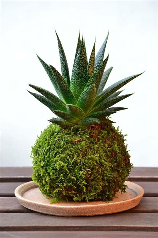 Kokedama itse tekee sammalpalloa sammalpallosta meheviä huonekasveja