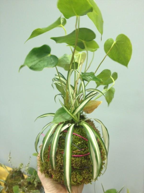 Kokedama itse tekee Mooskugel Moosball huonekasveista helpon hoitaa
