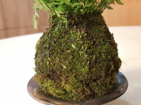 Kokedama tee sammalpallo sammalpalloksi itse