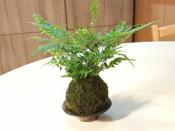 Kokedama tee sammalpallo itse