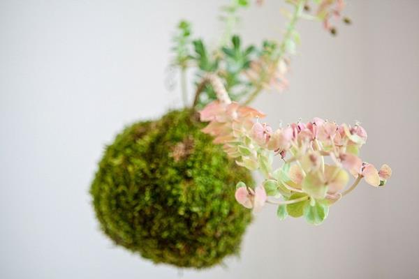 Kokedama itse valmistaa sammalpalloihin riippuvia huonekasveja