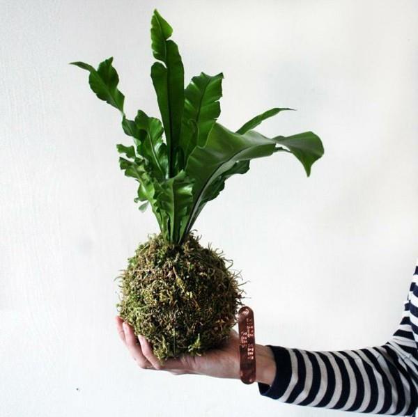Kokedama itse tekee sammalpalloista helposti hoidettavia huonekasveja