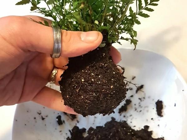 Tee Kokedama itse ja siirrä sammalpallo