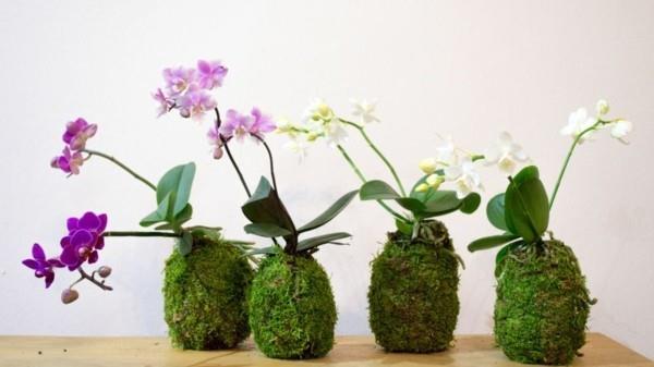 Kokedama tekee sammalpalloista helppohoitoisia sisäkasveja