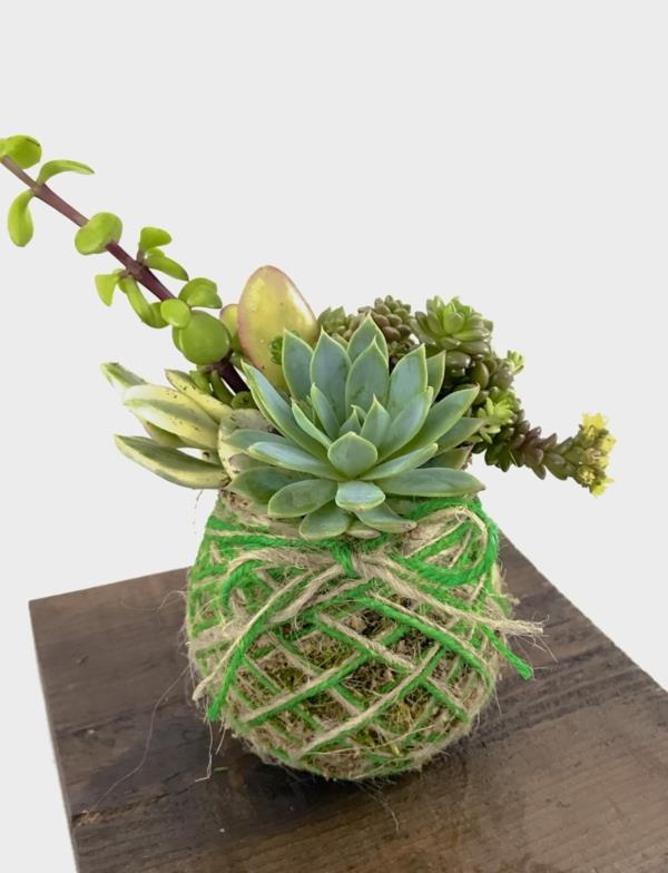 Kokedama tekee itse huonekasveja