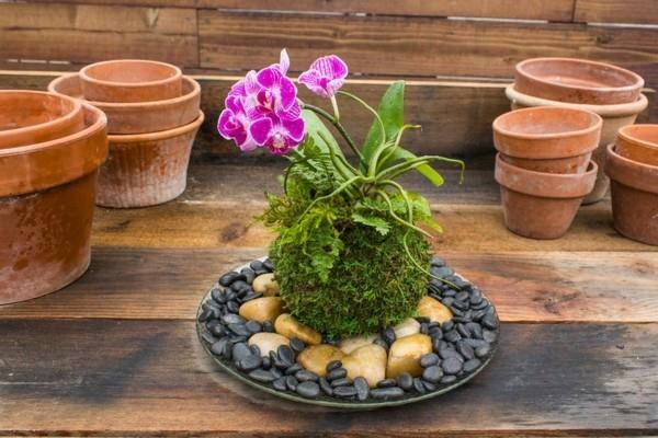 Kokedama itse valmistaa japanilaisia ​​puutarhataiteen sammalta
